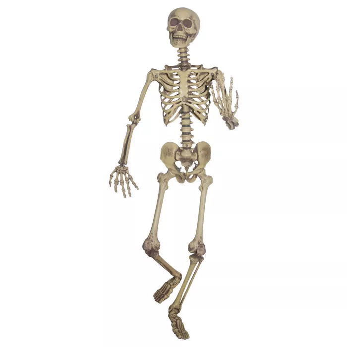 5 Ft Poseable Skeleton